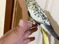 41 Günlük Harika Sultan Papağanı Bebek