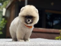 Yavru Pomeranian Boo Köpekler