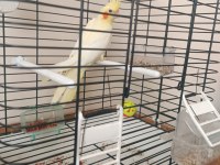 Yeni Yeme Düşen Lutino Kırmızı Göz Sultan Papağanı