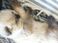 Scottish fold longhair tosunum