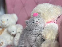 MÜKEMMEL BRİTİSH LONGHAİR BEBEKLER