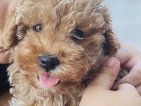 Poodle ayarında maltipoo