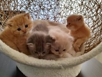 Golden british longhair kardeşler