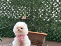 Pomeranian boo prenses bebek