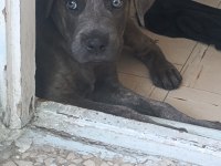 Safkan cane corso blue brindle erkek