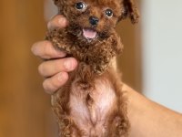 Korea kan toy poodle köpekler