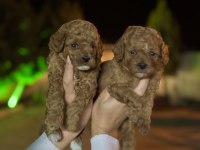 Baldan tatlı yarışma kalitesinde poodle bebekler
