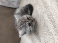 Çok oyuncu british shorthair miniğim