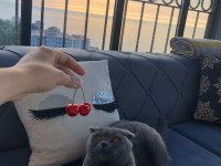 Ücretli sahiplendirilecek scottish fold