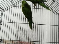 CÜCE MACAW YEŞİL RENK SON 2 ADET KALDI