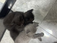 Yavru british shorthair