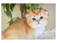 Scottish Fold Golden Dişi