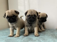 Pug Bebekler Yeni Yuvasını Arıyor