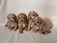 Teacup Boy Ev Doğumlu Maltipoo Bebekler