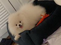 4.5 AYLIK POMERANİAN BOO UYGUNA VERİLECEK