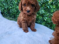 Özel Toy Poodle Yavrular Güvenilir Çiftlikten