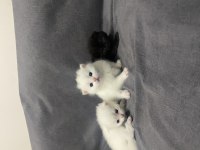 Scottish fold ve british
