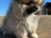 Pomeranian 2 aylık yavrular
