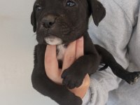 DEV CANE CORSO YAVRULARI