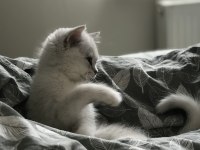 Ns11 silver point british longhair