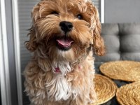 Oya adlı 4 aylık dişi köpeğimize ev arıyoruz