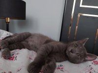 Ücretsiz Kedimizi Sahiplendirme
