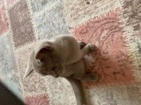 Yavru british shorthair