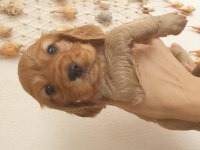 Çok ama çok uygun bayram şekeri cocker köpekler