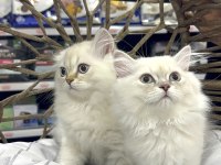 British Longhair Yavrularımız