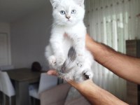 British Shorthair Dişi Uyguna