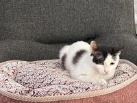 3,5 Aylık Yavru Erkek Kedimiz