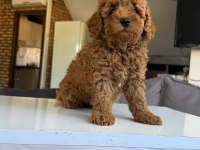 Dişi Erkek Poodle
