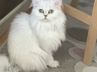 Ücretsiz sahiplendirme british longhair