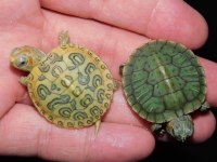 Kapınıza Teslim Su Kaplumbağaları Ve Malzemeleri