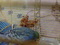 SHOW JUMBO CİFT SAĞLIKLI BAKIMLI KUŞLAR