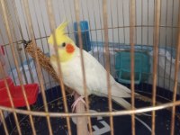 4 yaşında adı carlos erkek sultan papağanı