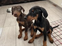 2.5 aylık iri Doberman yavruları