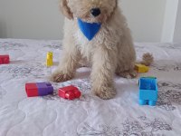 Toy poodle bebeklerimiz yeni yuvasını arıyor Tekirdağ