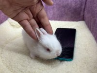 CÜCE NETHERLAND DWARF TAVŞAN YAVRULARIMIZ