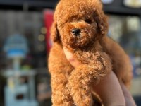 Red Brown Kore Toy Poodle Bebeklerimiz