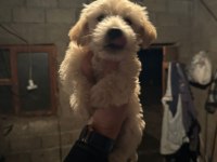 MALTİPOO KÖPEKLER