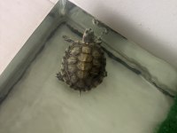 Erkek Ve Dişi Su Kaplumbağaları