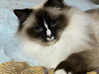 SAFKAN RAGDOLL KEDİMİZ