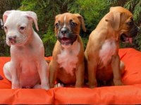 Irk ve Sağlık Garantili Boxer Yavrular