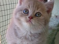 British Shorthair 2 Aylık Dişi