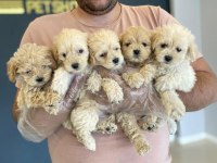 Tr Nin En Güzel Maltipoo Yavruları Renk Renk Ankara