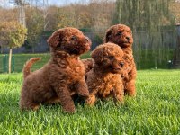 Red Brown Toy Poodle Yavruları İstanbul