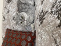 Kedimize koşulsuz ömür boyu sahip çıkacak bir aile arıyoruz