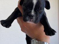 40 GÜNLÜK FRENCH BULLDOG YAVRULARI