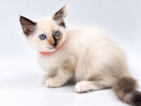 TORTİE RAGDOLL BEBEKLER